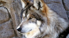 Animals Dogs yellow eyes