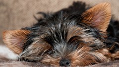 Animals Dogs yorkshire terrier