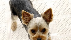 Animals Dogs yorkshire terrier