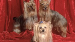 Animals Dogs yorkshire terrier