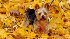 Animals Dogs yorkshire terrier pets fallen leaves