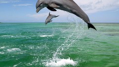 Animals Dolphins