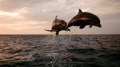 Animals Dolphins