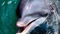 Animals Dolphins