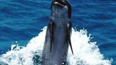 Animals Dolphins