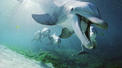 Animals Dolphins