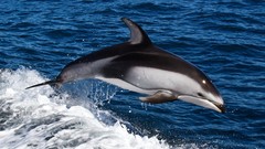 Animals Dolphins