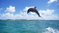 Animals Dolphins