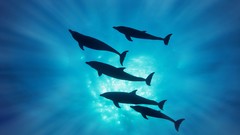 Animals Dolphins