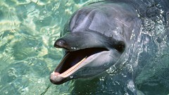 Animals Dolphins