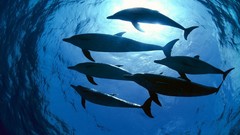 Animals Dolphins