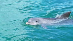Animals Dolphins