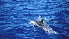 Animals Dolphins