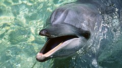 Animals Dolphins