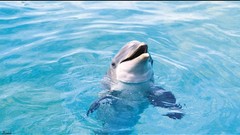 Animals Dolphins
