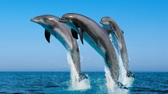 Animals Dolphins