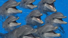 Animals Dolphins