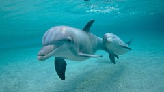 Animals Dolphins