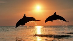 Animals Dolphins