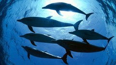 Animals Dolphins