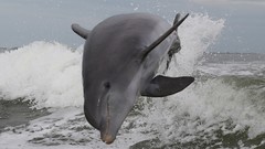 Animals Dolphins