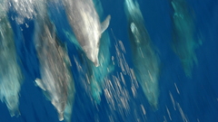 Animals Dolphins animal