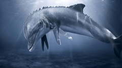 Animals Dolphins Aquarium and