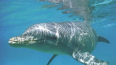 Animals Dolphins aquatic