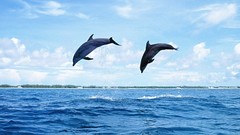 Animals Dolphins Mammals