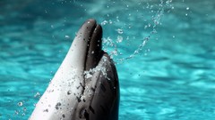 Animals Dolphins water drops splashes