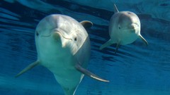 Animals Dolphins zoo Spain madrid mother baby animals