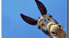 Animals donkey