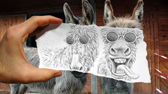 Animals donkey drawings