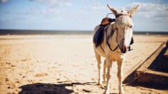 Animals donkey outdoors sky Mammals