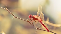 Animals Dragonflies