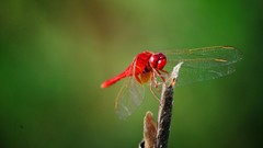 Animals Dragonflies