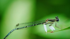 Animals Dragonflies