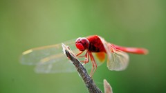 Animals Dragonflies