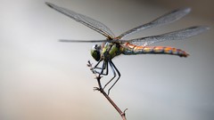 Animals dragonfly