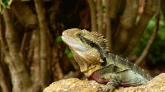 Animals Dragons Australia Reptiles