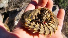 Animals Dragons lizards