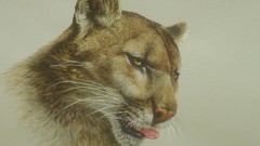 Animals drawings cougars