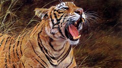 Animals Drawn Tigers drawings artwork