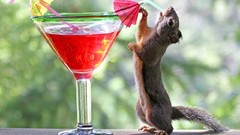 Animals drinks