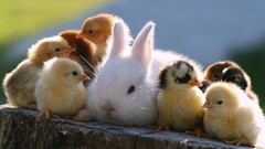 Animals Ducks Bunnies