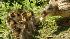 Animals Ducks duckling baby birds