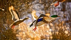 Animals Ducks flying bokeh