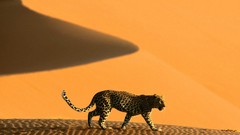 Animals dunes Africa Namibia Leopards deserts