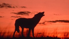 Animals dusk Wolves silhouettes calling