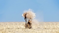 Animals dust elephants